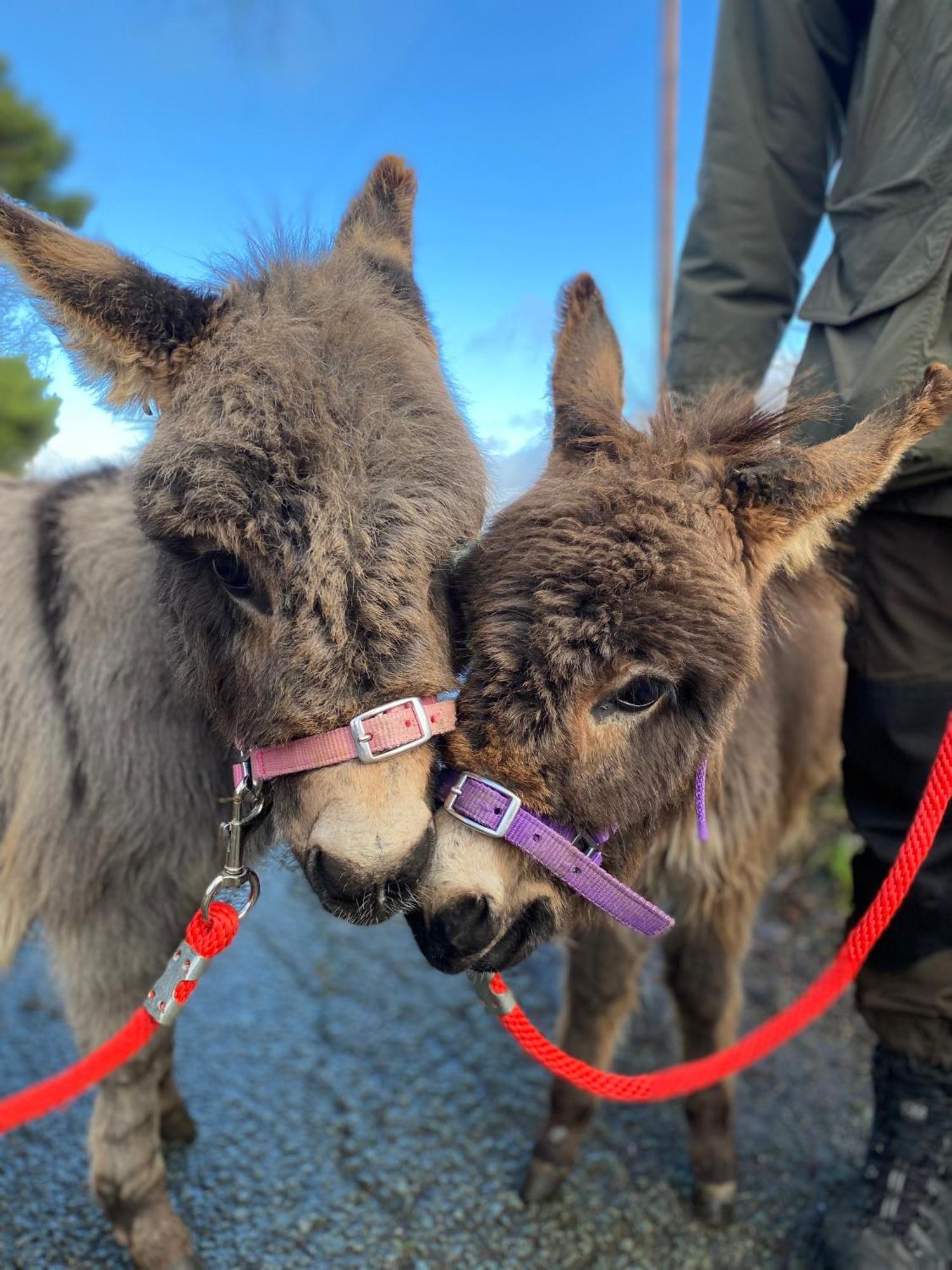 Unique Stay On An Alpaca Therapy Farm With Miniature Donkeys North Wales Mold Esterno foto